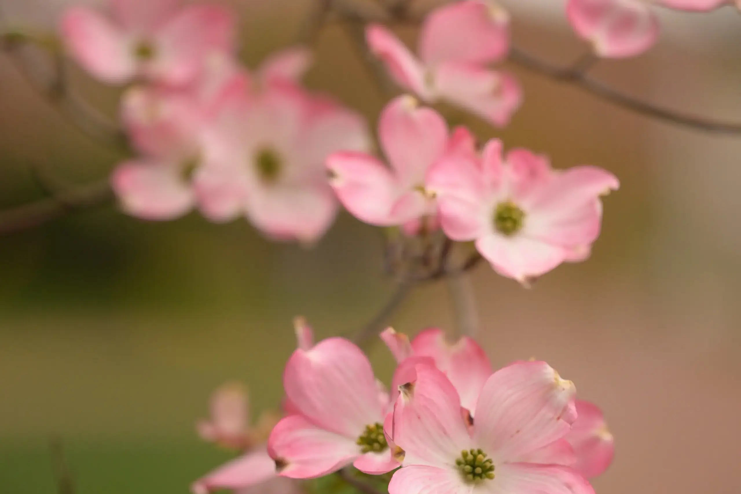 A close-up photograph of delicate pink dogwood blossoms in full bloom. The flowers have soft pink petals with slightly darker edges and a small green center.