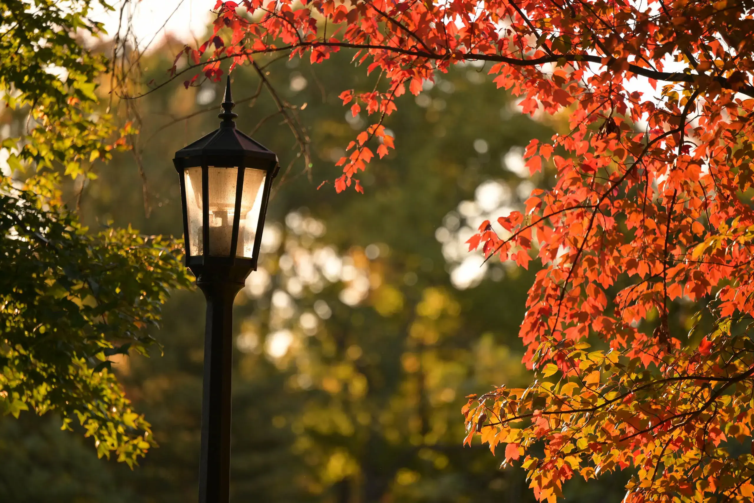 This image beautifully captures the essence of autumn with warm golden light filtering through the vibrant red and orange leaves. 